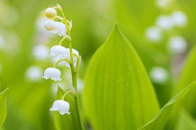 《彩六：围攻》交易市场测试上线 稀有皮肤价格破百